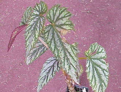 B. ‘Lavinia’